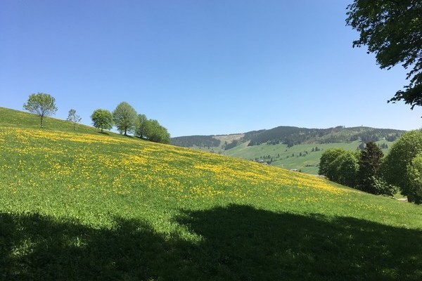 Felder und Wiesen im Schwarzwald